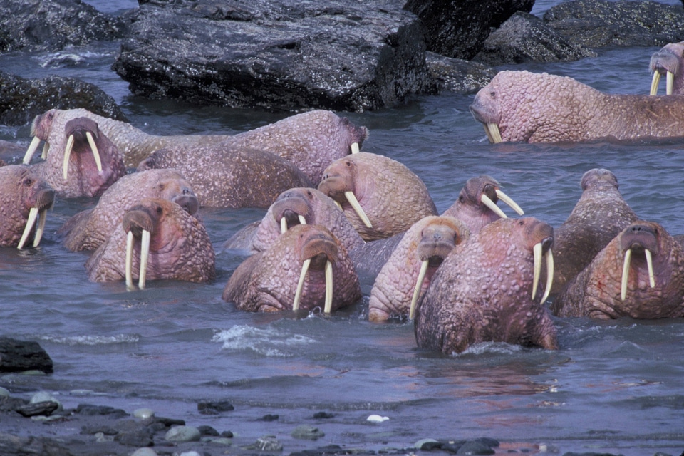 Togiak National Wildlife Refuge-2
