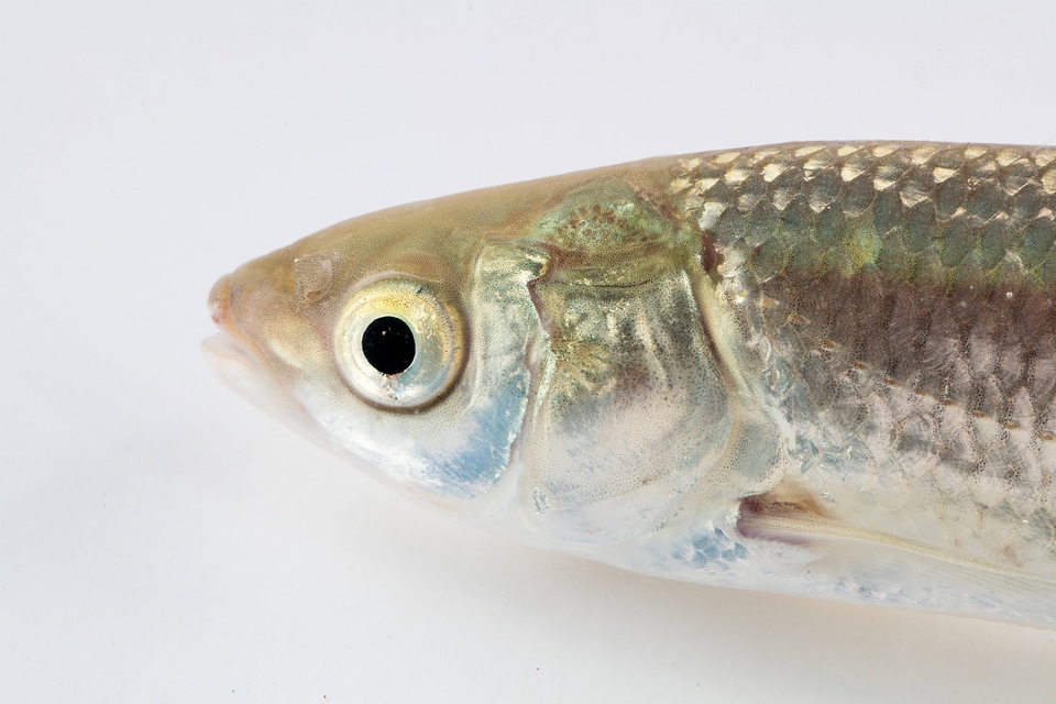 Grass Carp Juvenile-4