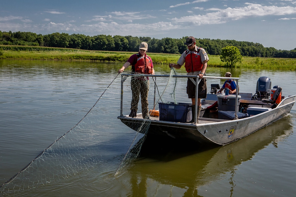 Fishery biologists gill netting carp