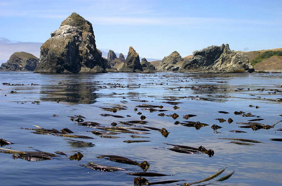 Crook Point Kelp Beds