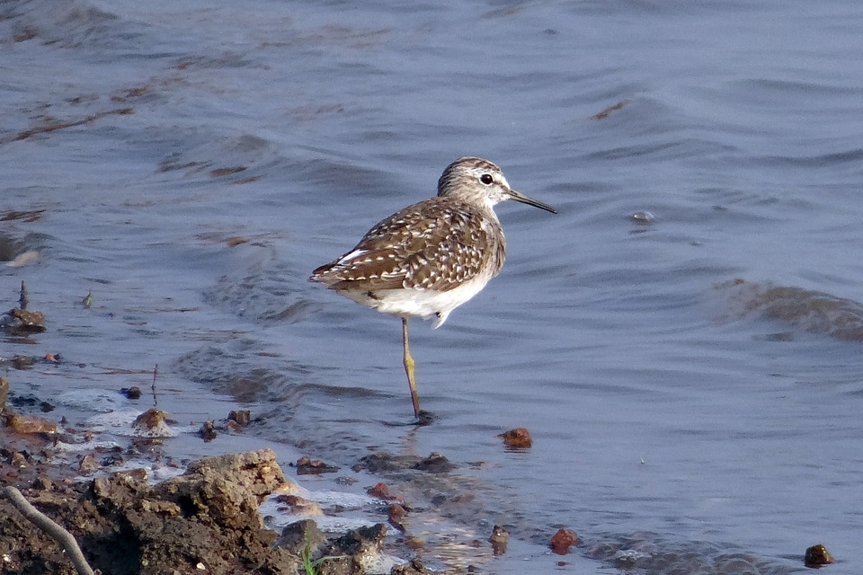 Wader tringa glareola shore bird