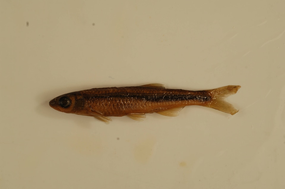 Notropis leuciodus-1