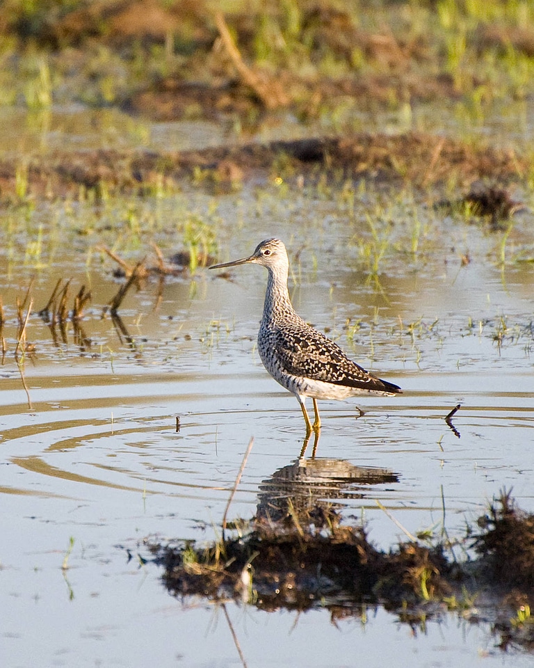 Greater yellowlegs standing on rock