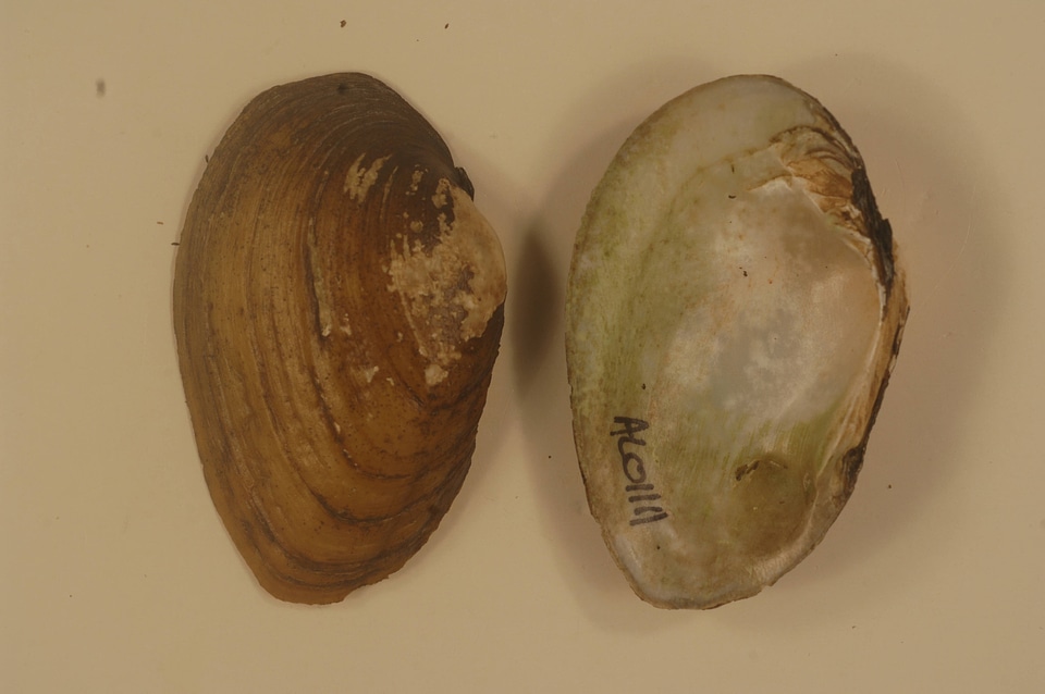 Ptychobranchus foremanianus-1