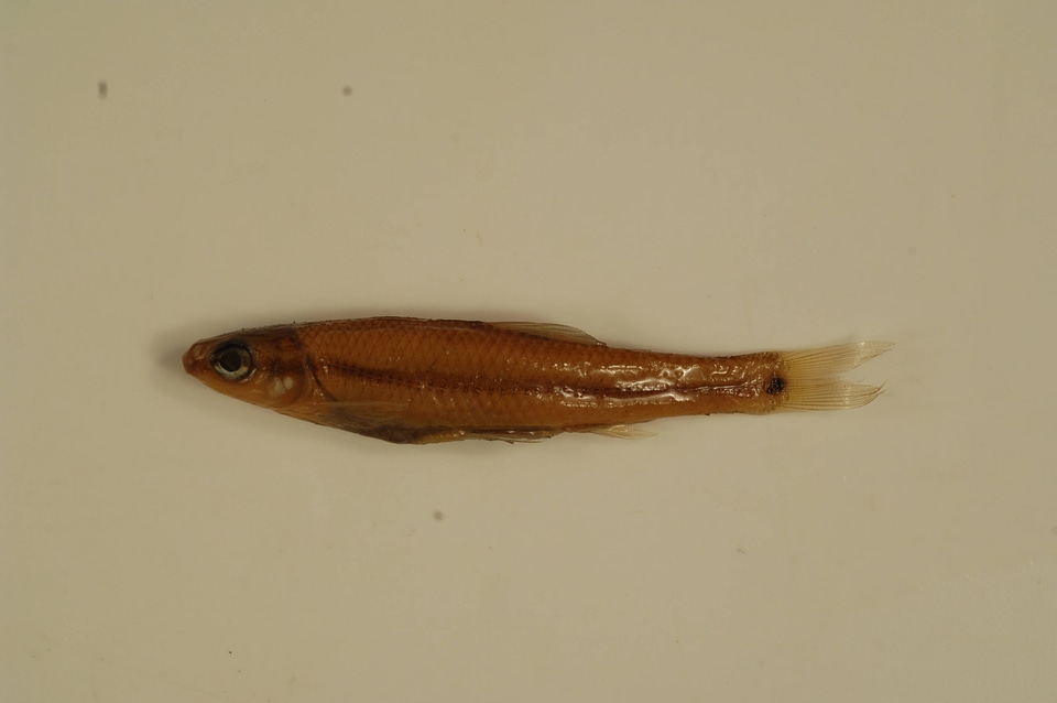 Pimephales notatus-4