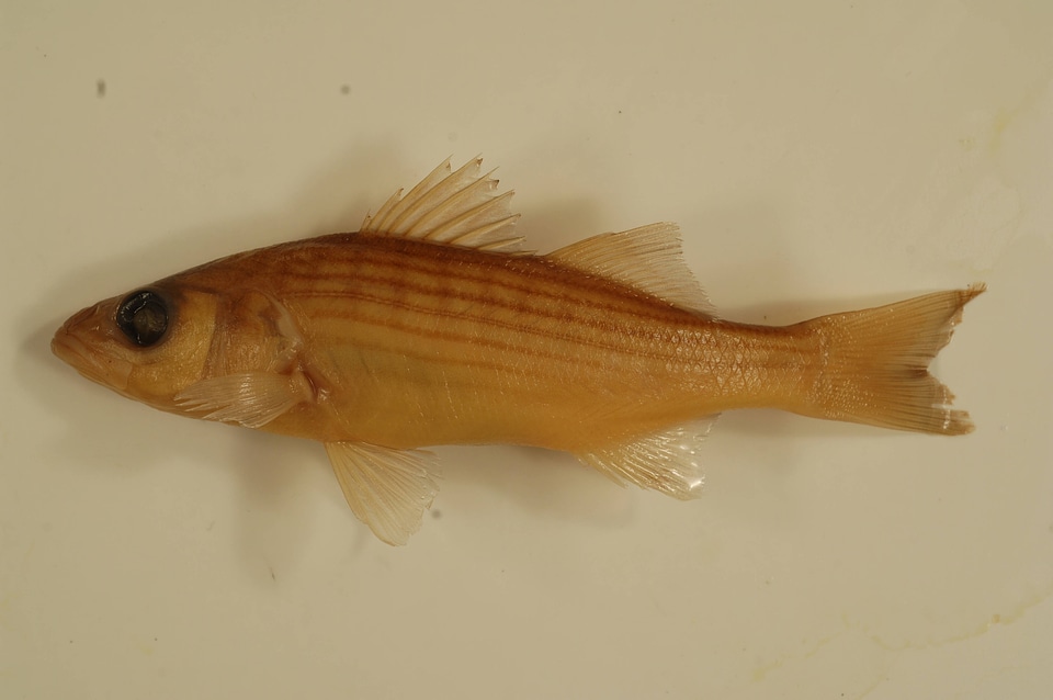 Morone saxatilis-2