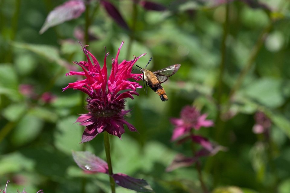 Snowberry clearwing feeds on Monarda-3