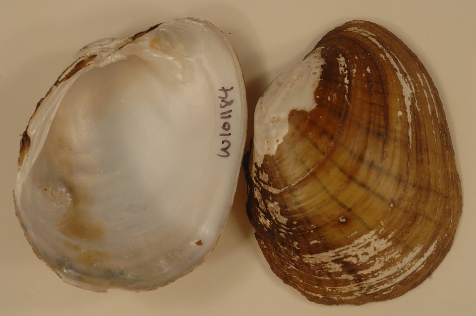 Lampsilis cardium-2