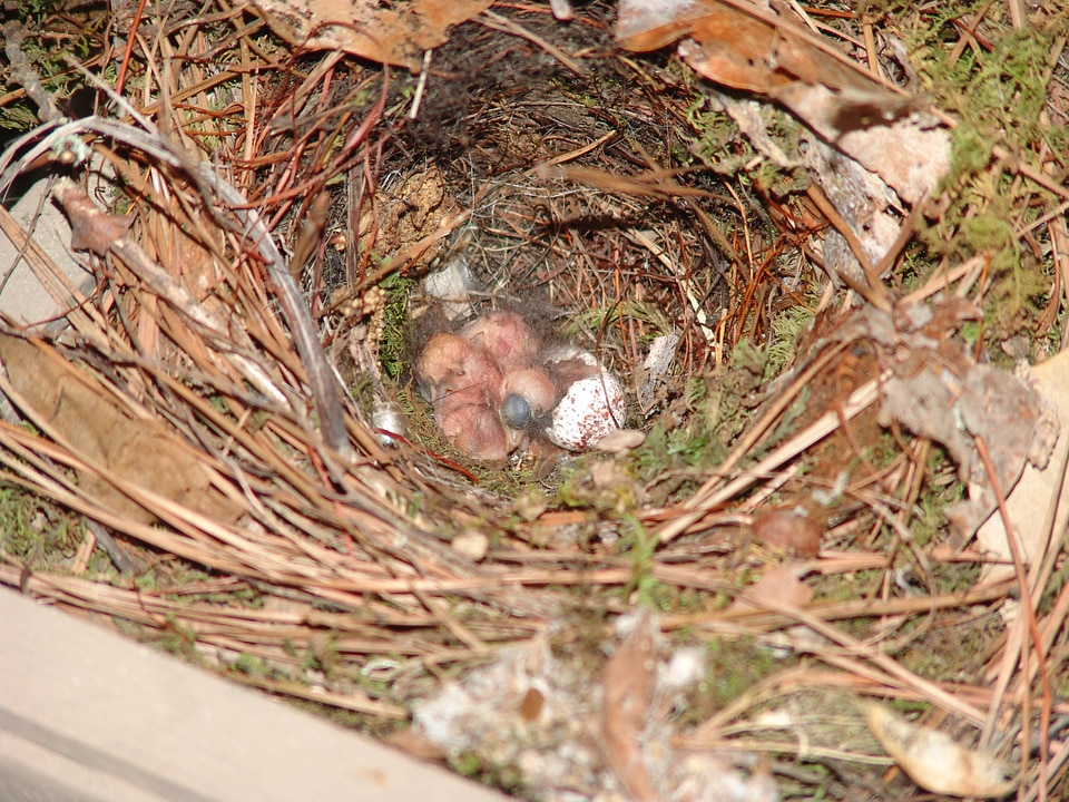 Carolina Wren hatchings