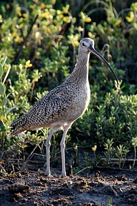 Long-billed Curlew