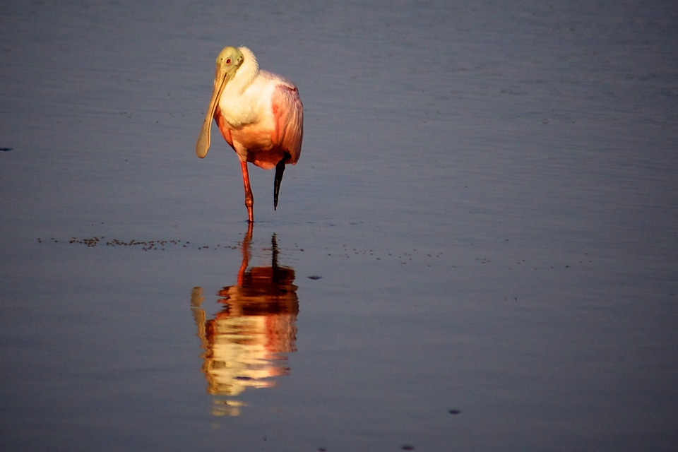 Roseate Spoonbill photo