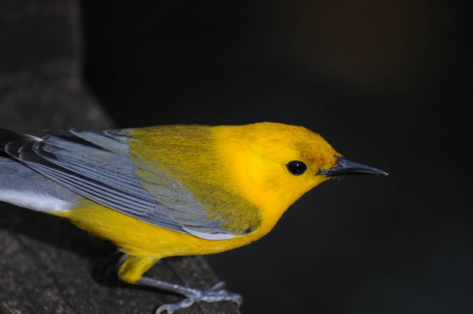 Prothonotary warbler
