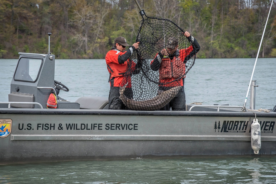 USFWS Fisheries crew in boat preparing for lake sturgeon field work-2