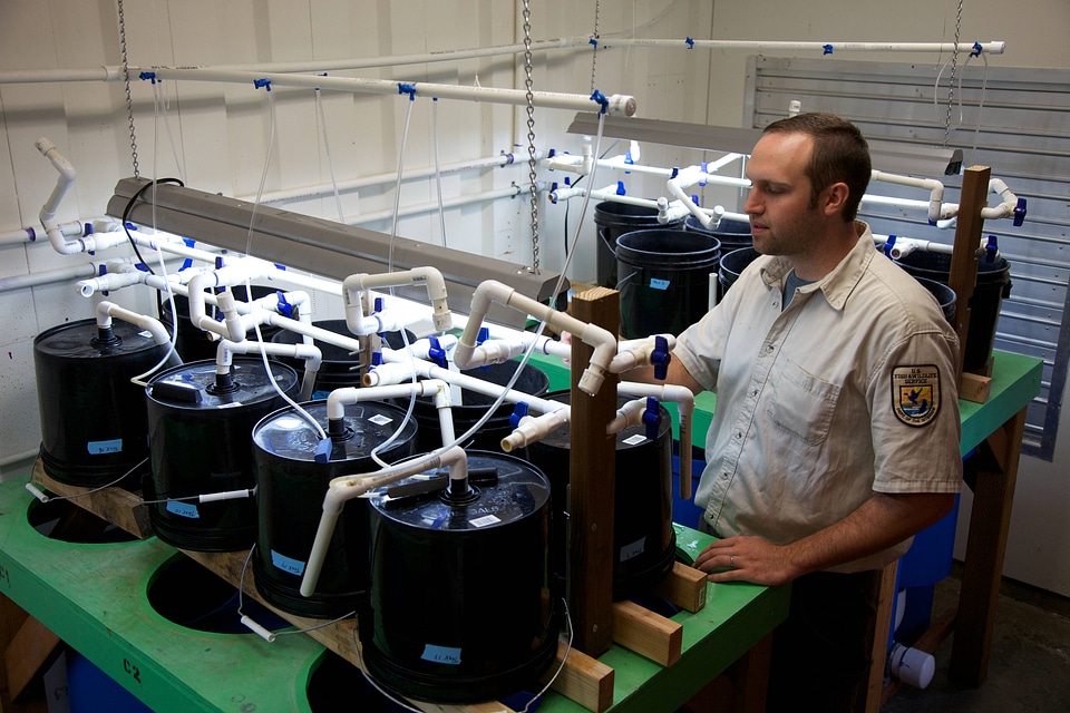 Service employee working with fish nutrition research equipment