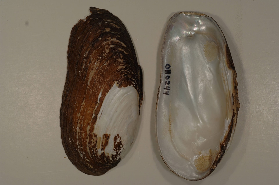 Elliptio dilatata-2