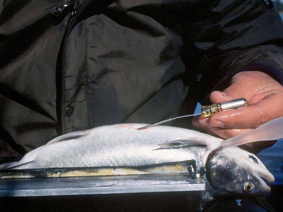 Inserting radio transmitter on a dolley varden