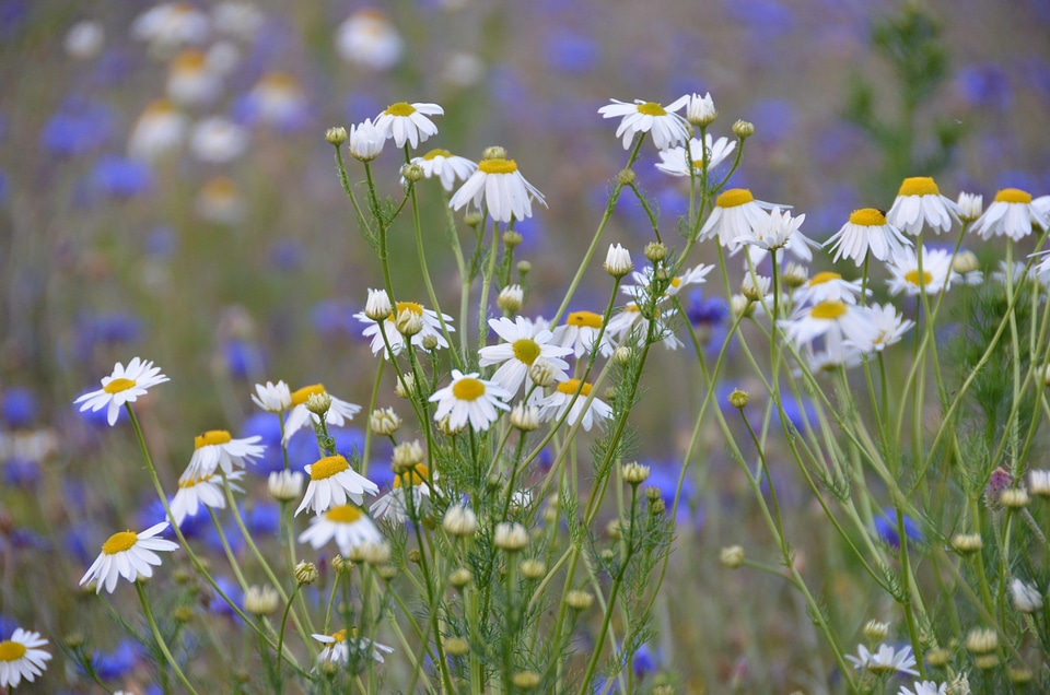 Mountain meadow sunny summer