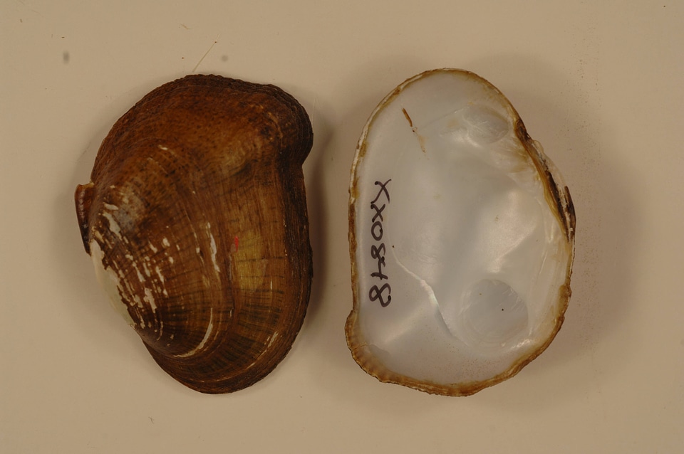 Epioblasma brevidens-1