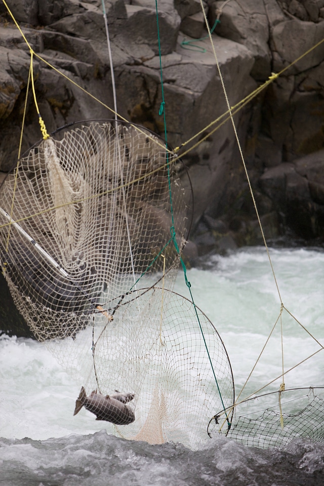 Fall Chinook salmon in traditional dip nets