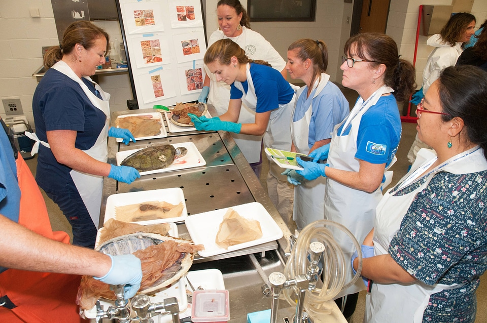 Marine Mammal Stranding Course at NCTC-3