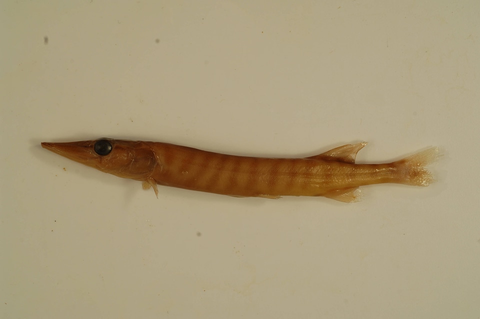Esox masquinongy x lucius-1