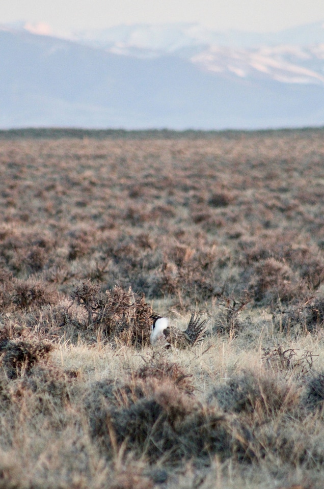 Greater sage-grouse in sagebrush-1