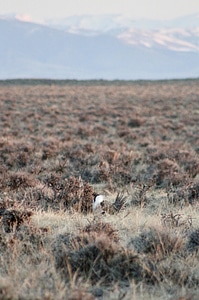 Greater sage-grouse in sagebrush-1