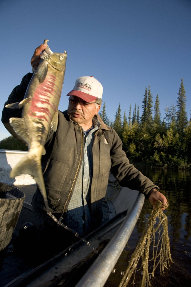 Subsistence caught Chum Salmon on the Koyukuk river