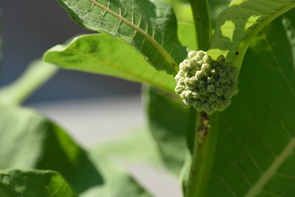 Milkweed flower bud cluster