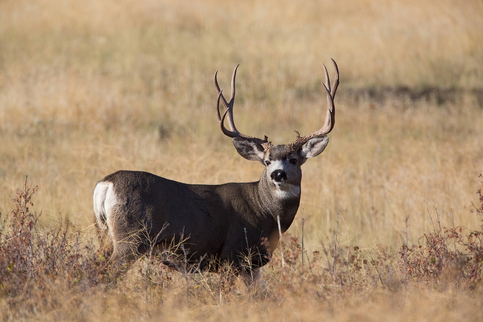 Mule Deer buck feeds in grasslands