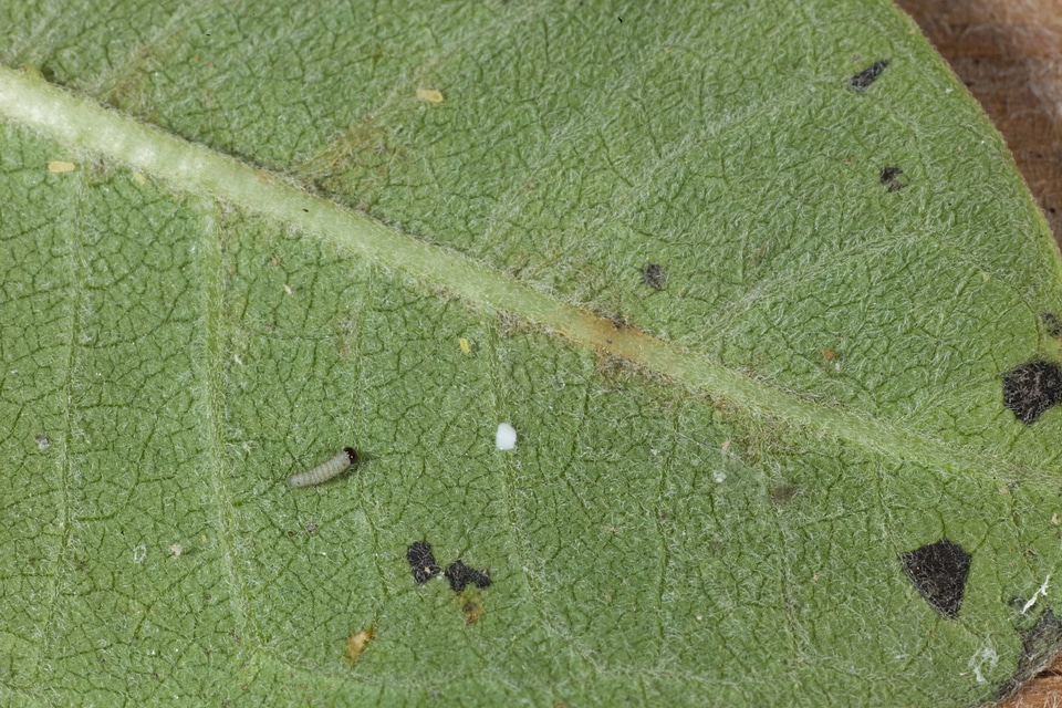 Monarch butterfly larvae-1