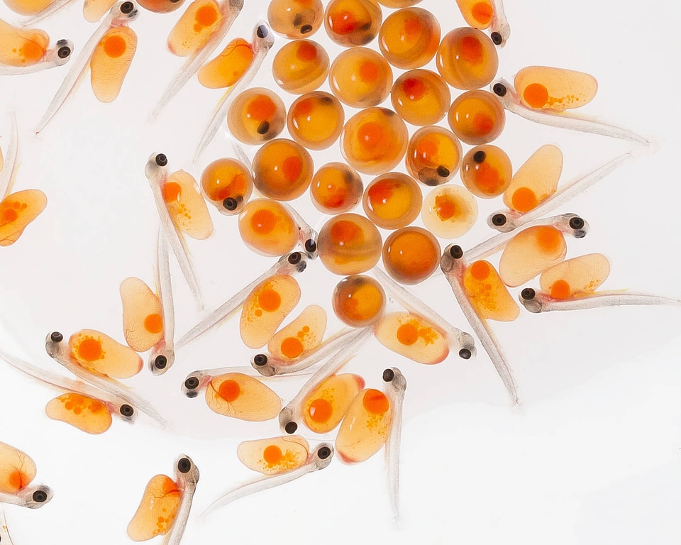 Rainbow trout eggs-1