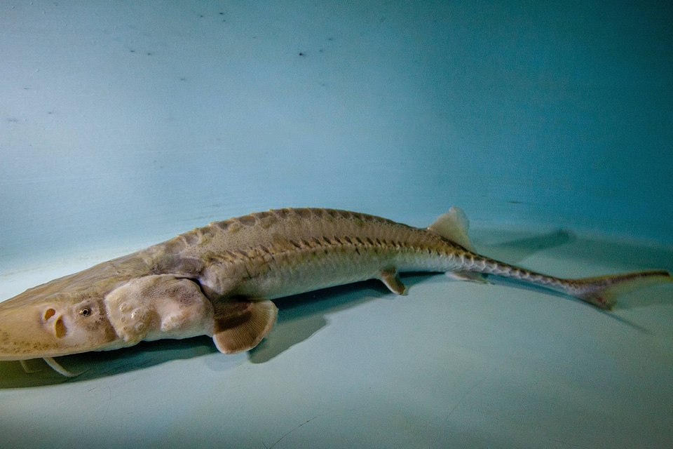 Pallid sturgeon-2
