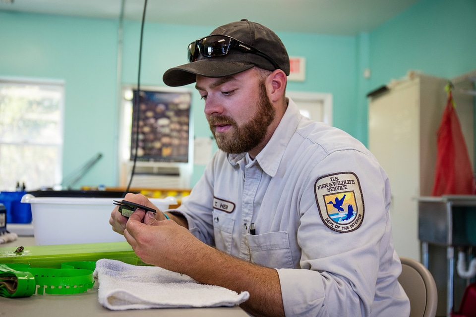 FWS biologist measures endangered Purple Cats's Paw mussel-1