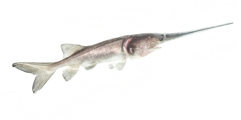 American paddlefish-1