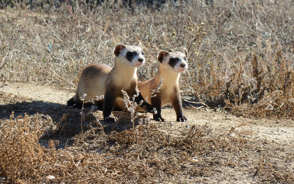 Black-footed Ferret kits