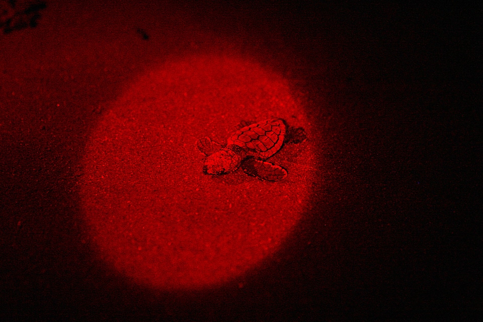 Baby loggerhead turtle at night