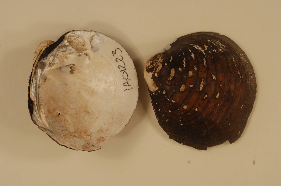 Amphinaias pustulosa-2