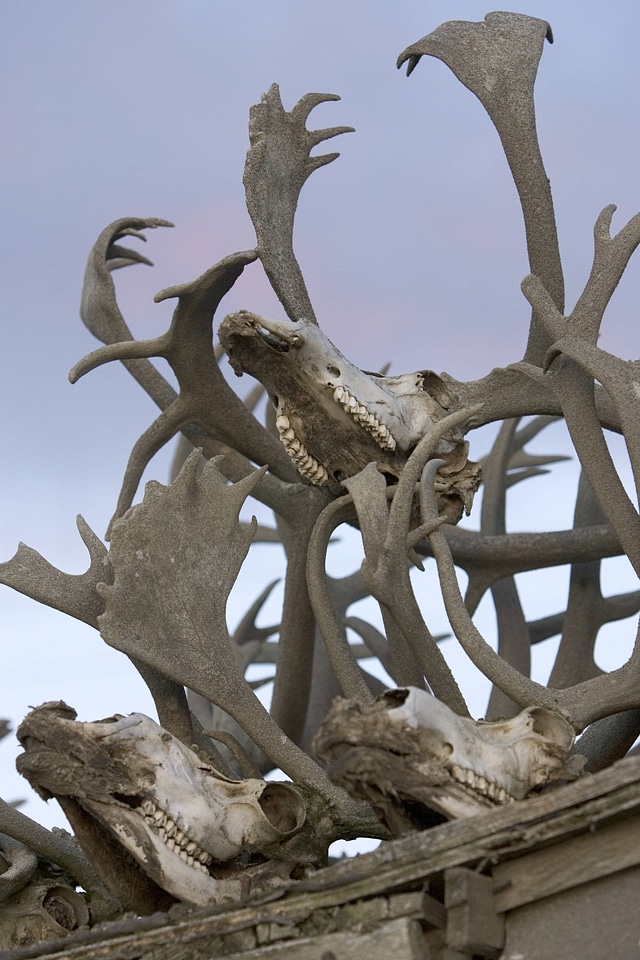 Skulls and antlers mounted to a roof in Alaska
