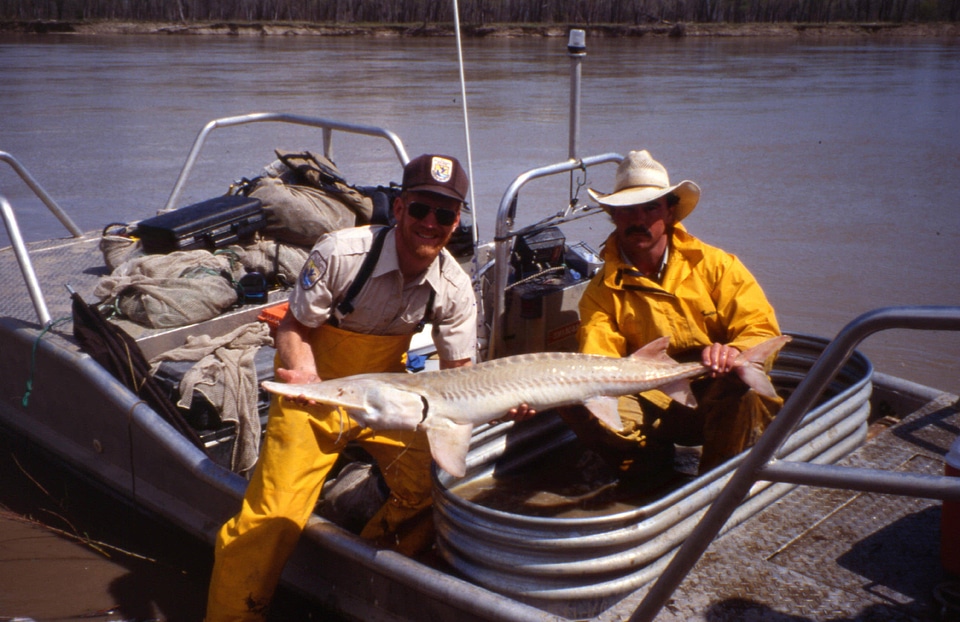 Captured pallid sturgeon