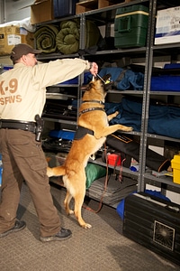 Law enforcement with K-9-1