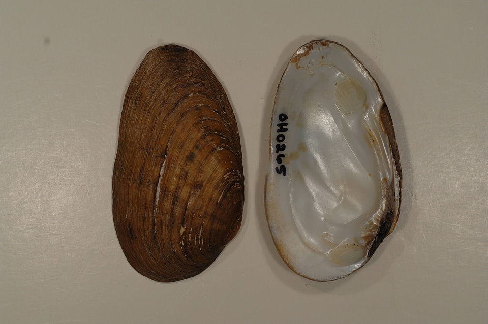 Ptychobranchus fasciolaris-2
