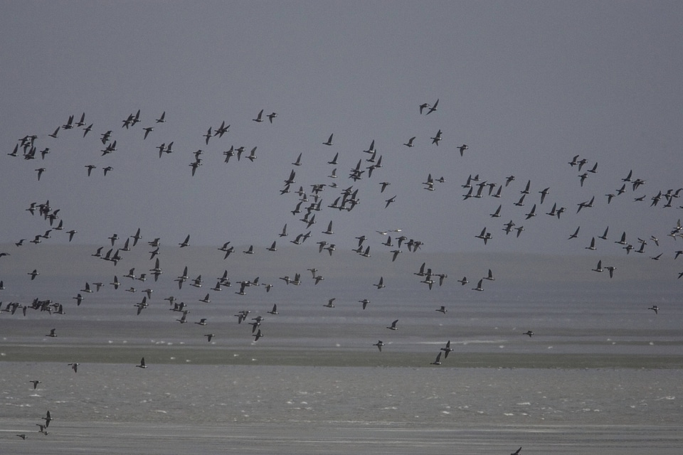 Waterfowl in flight at Izembek National Wildlife Refuge