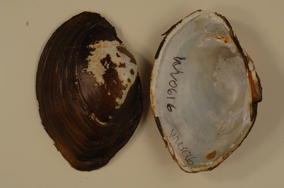 Lampsilis cardium-1