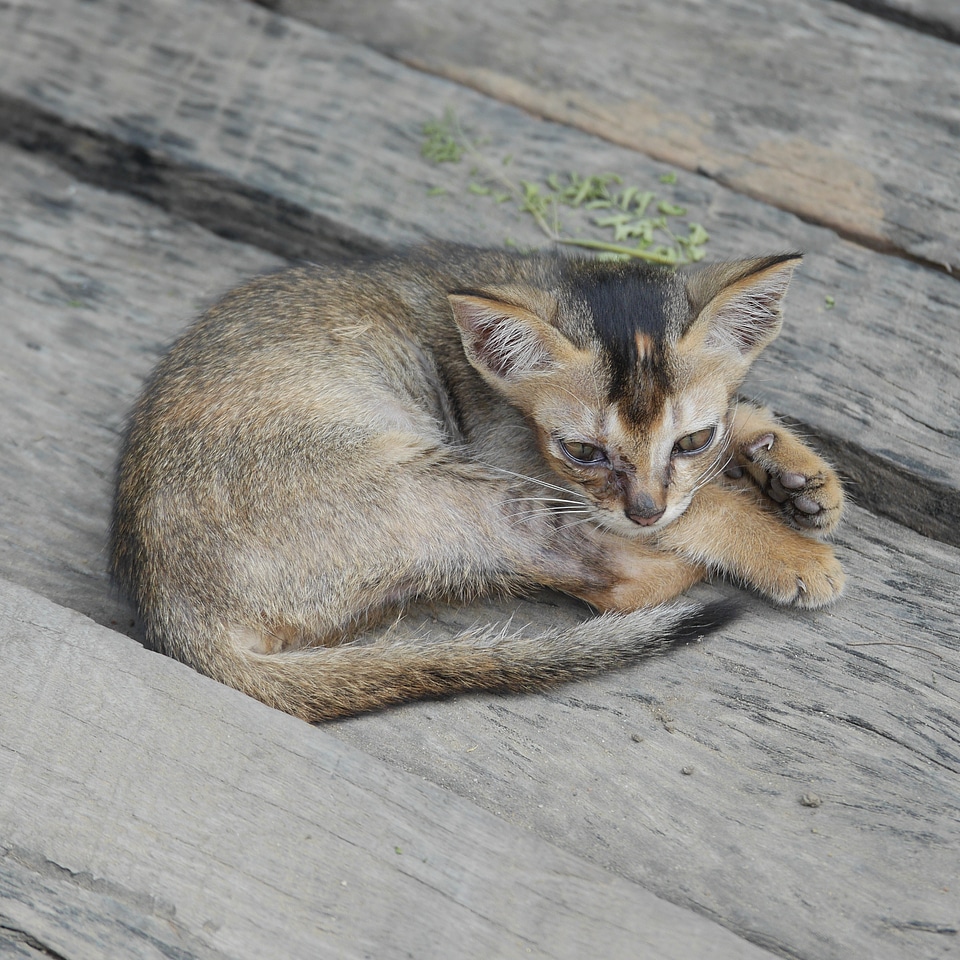 Kitten cute animal