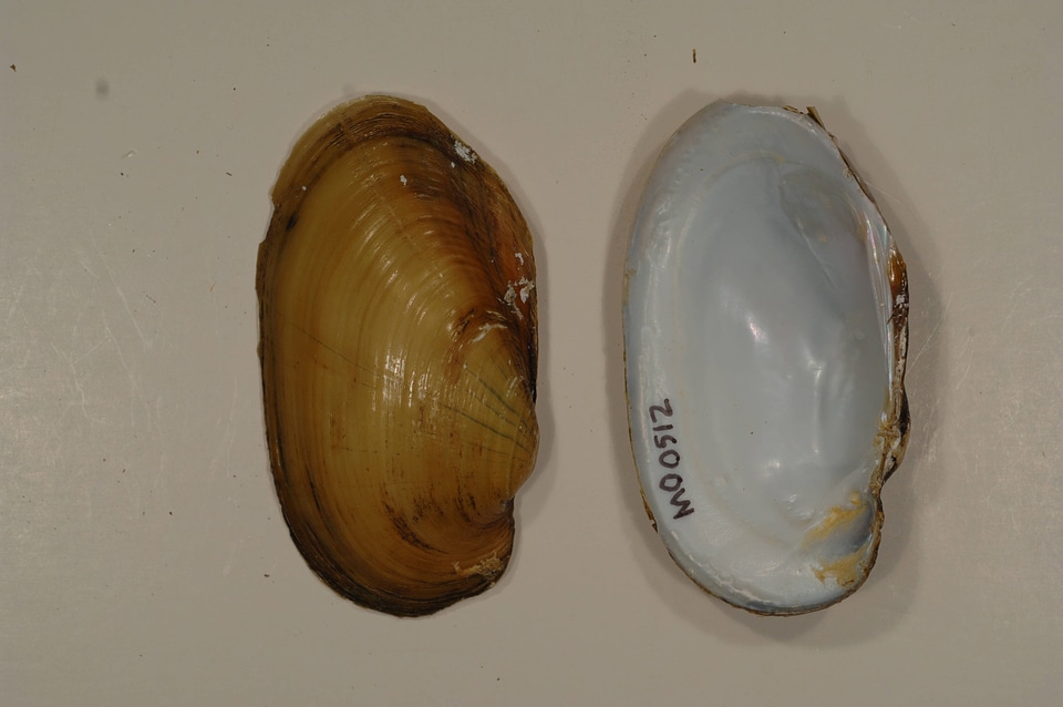Lampsilis siliquoidea-2