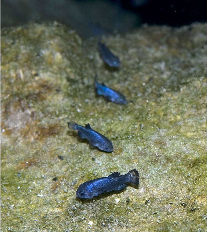 Devils Hole pupfish