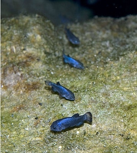 Devils Hole pupfish
