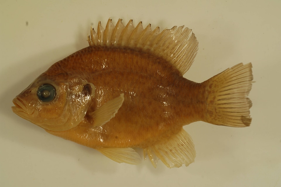 Lepomis microlophus-1