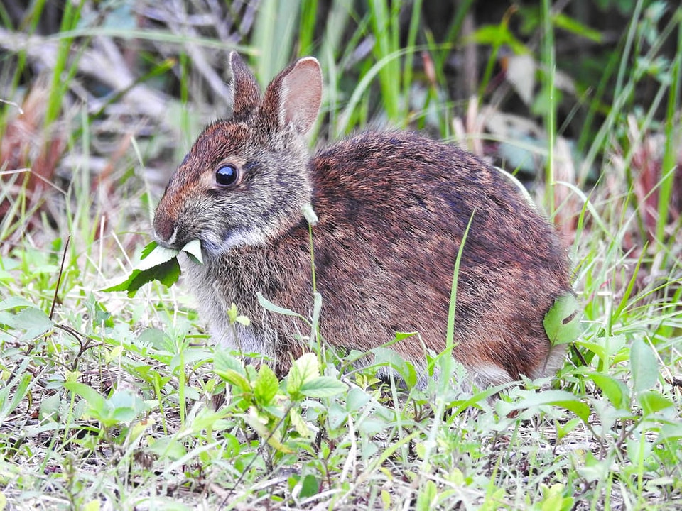 Marsh rabbit chewing leaves